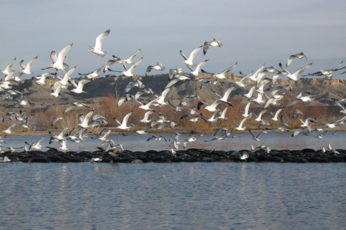 lake with large group of birds in flight above