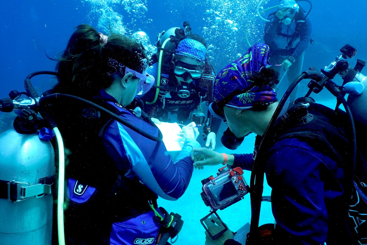 adventure scientists divers