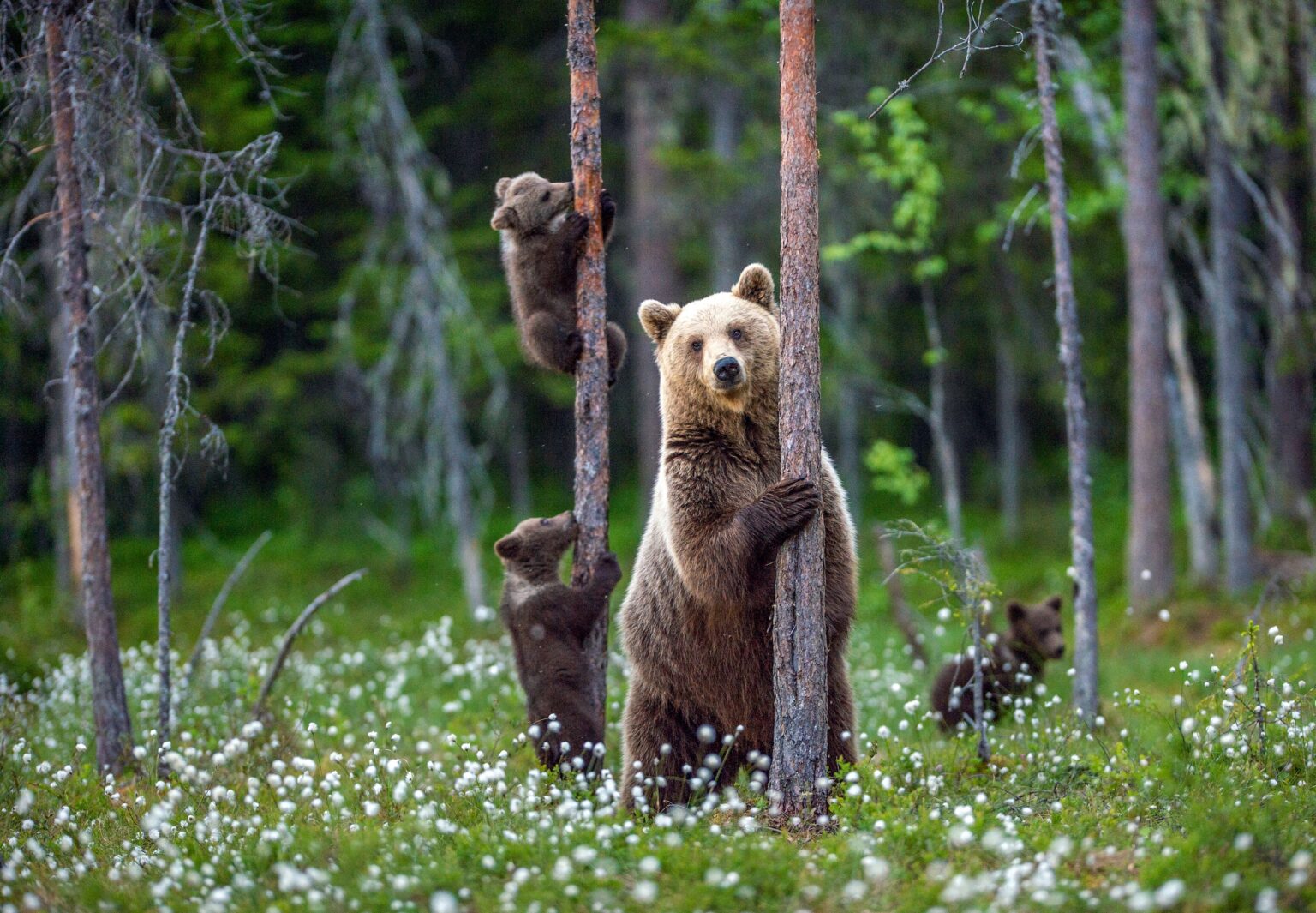 Could Grizzly Bears Come Back to California?