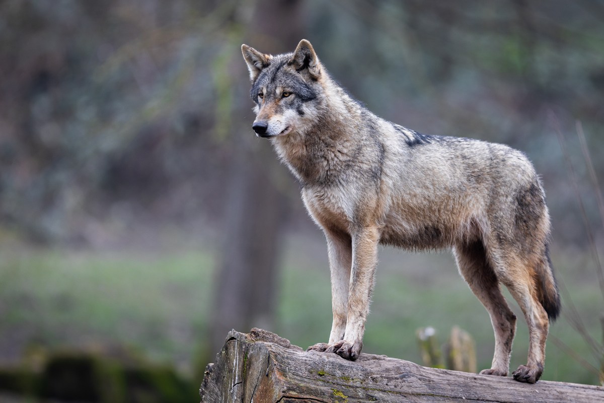 Wolf