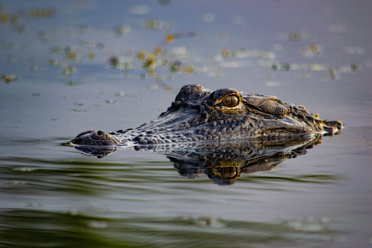 Louisiana’s Proposed Alligator Hunt Would Add 10,000 Recreational Tags