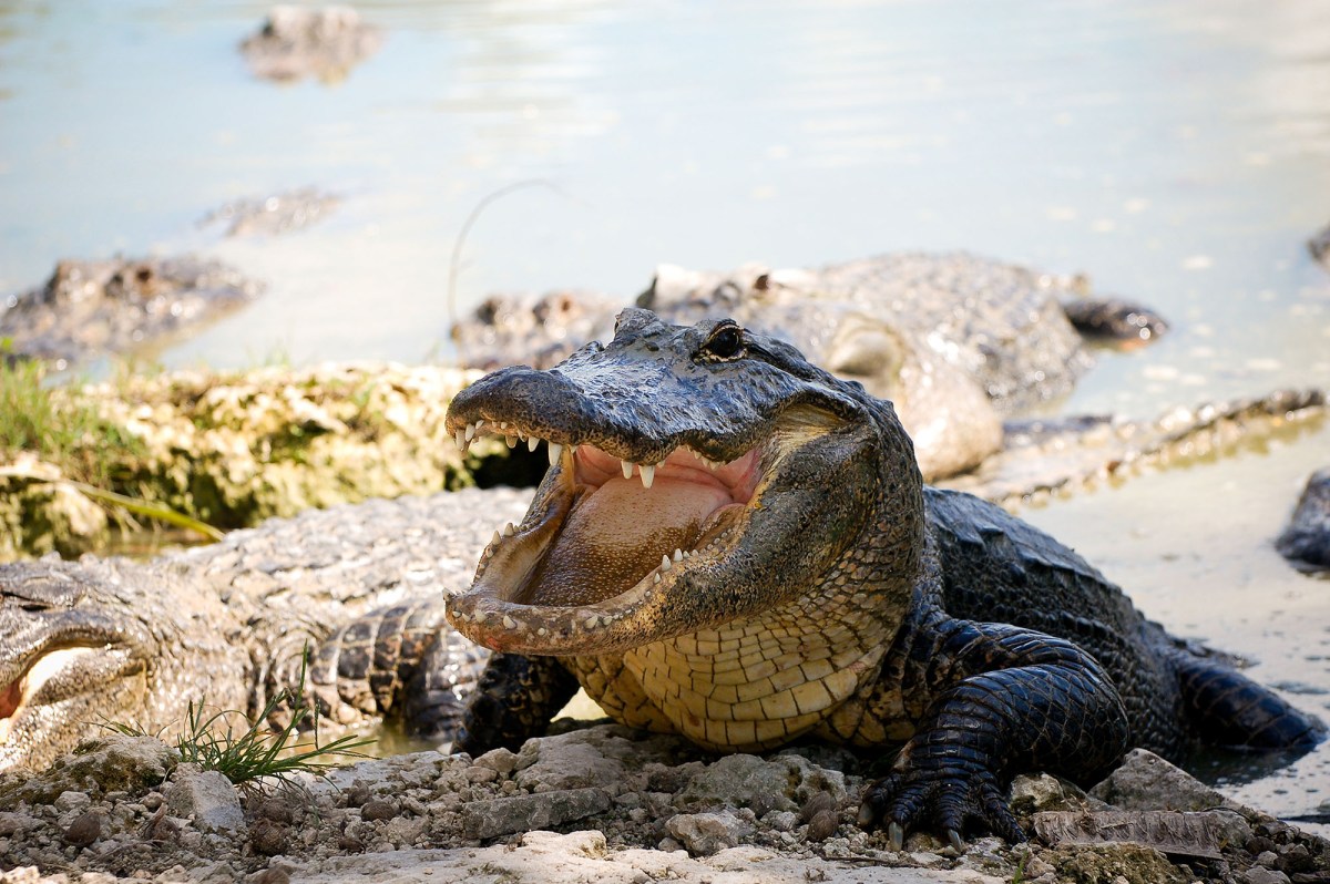 alligator