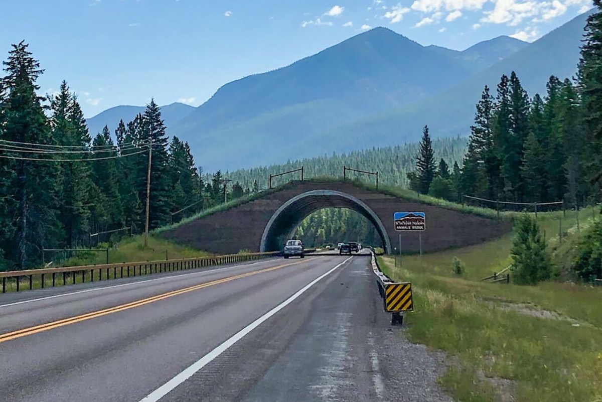 wildlife crossing in montana