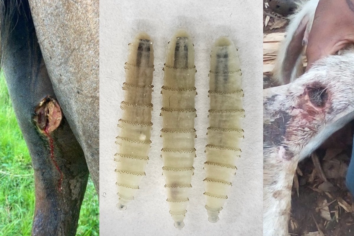 screwworm infestation