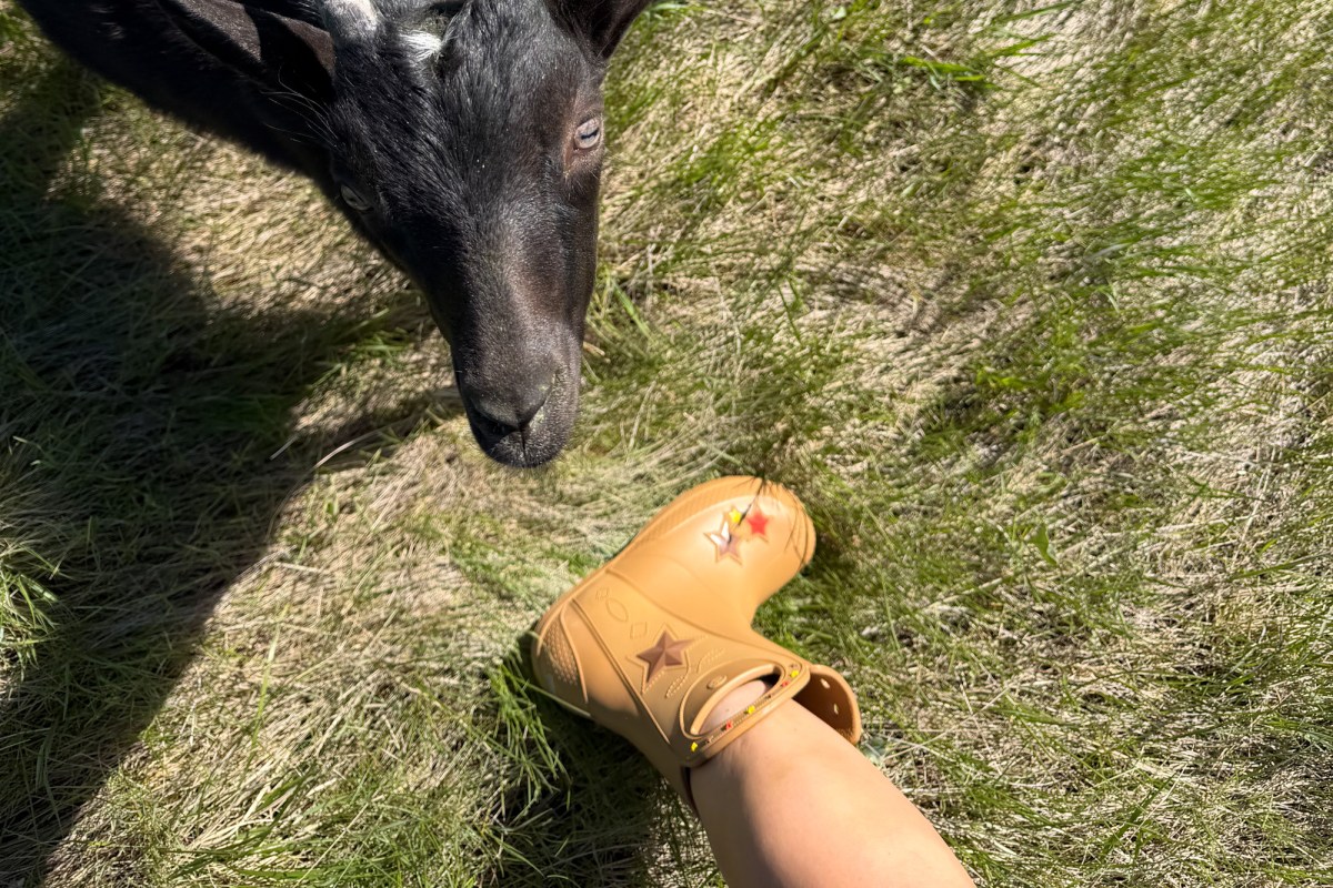 Croc Cowboy Boots and a goat