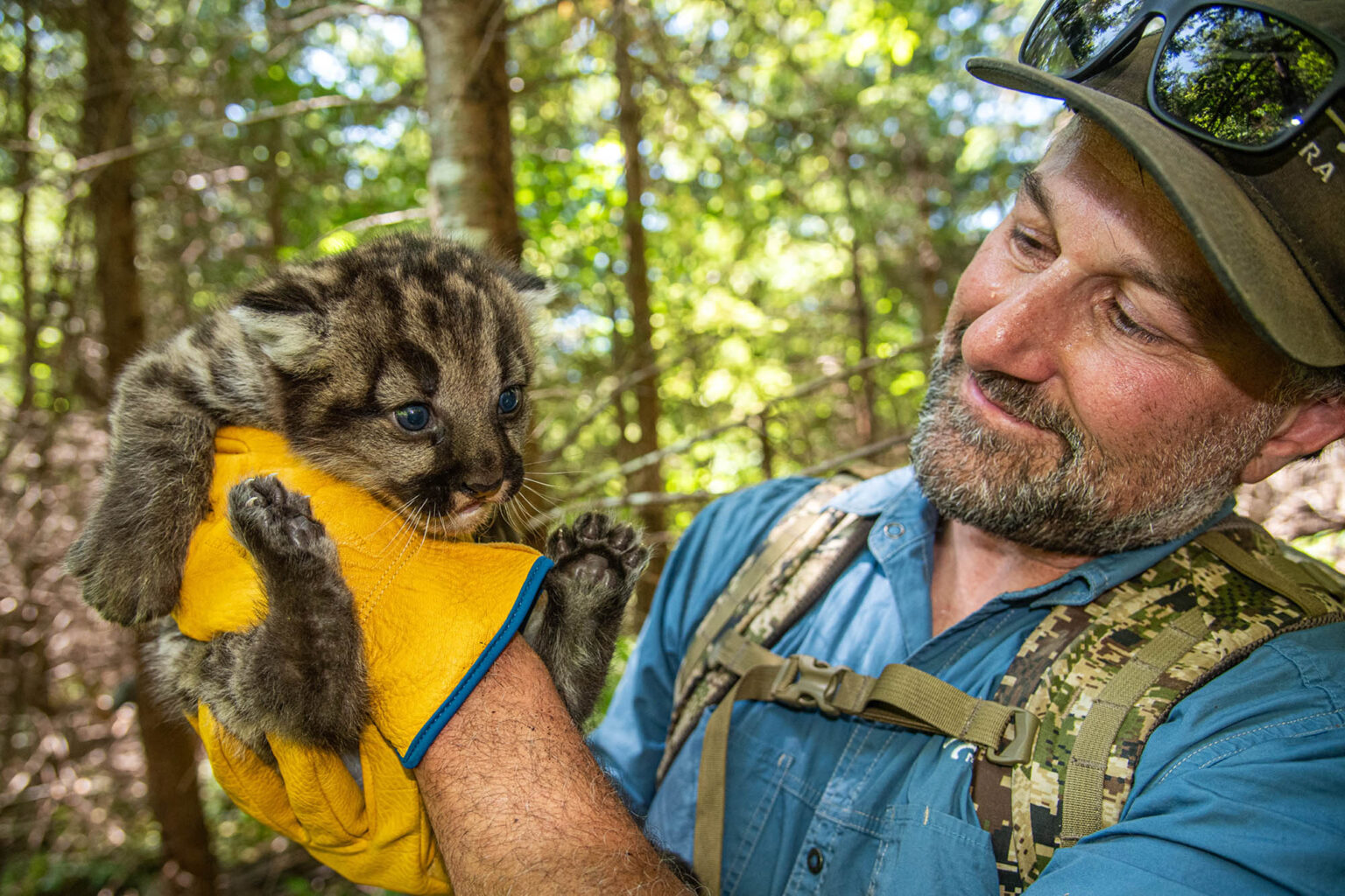 Strava Data Shows Mountain Lions Take ‘Proactive Steps’ to Avoid People
