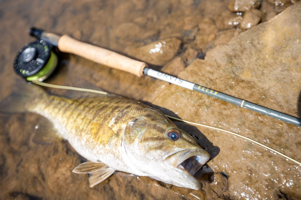 A bass lying next to the Orvis Recon.