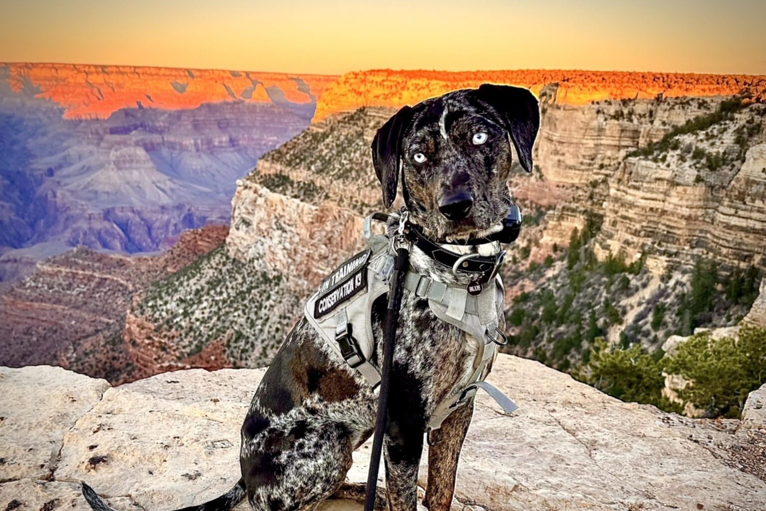 Meet Grand Canyon National Park’s Newest Canine Employee Meet Grand Canyon National Park’s Newest Canine Employee