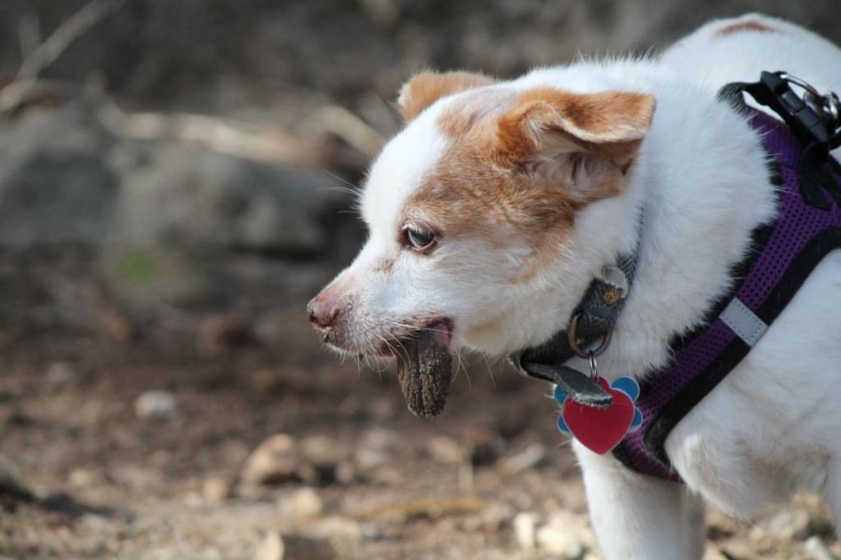 dog with dirty dog
