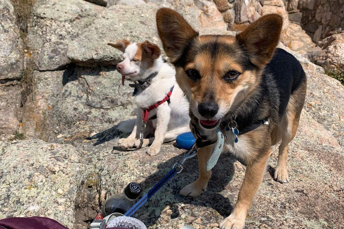 white dog and black dog on rock