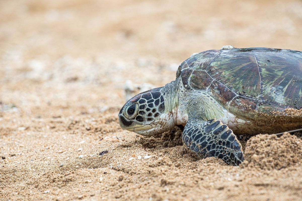 sea turtle on beach