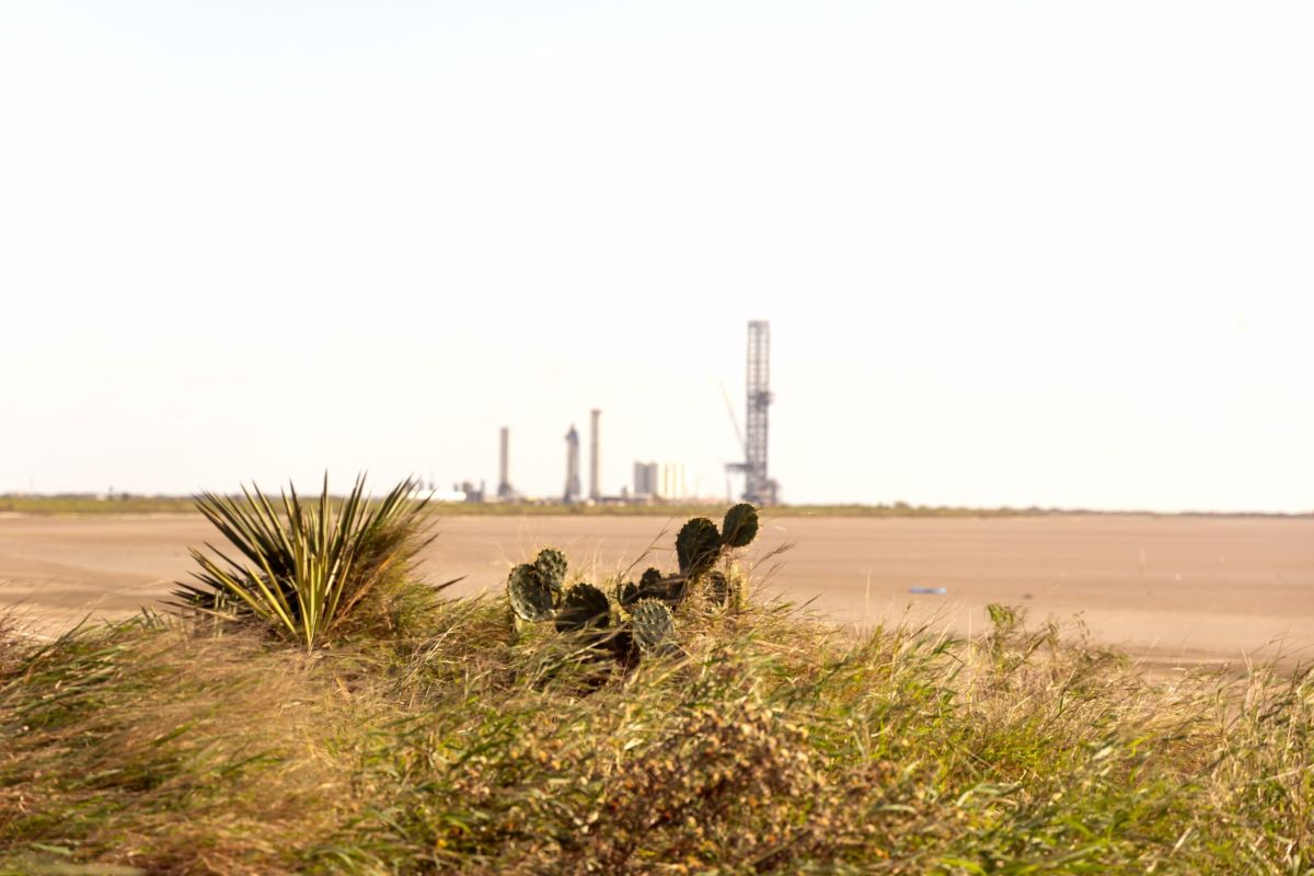 cacti and bush with towers in background