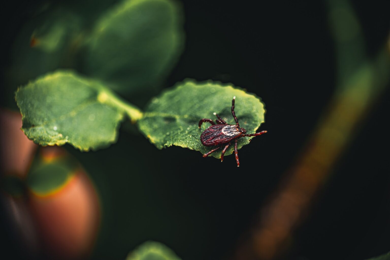 Ticks Are Becoming More Widespread and More Dangerous Ticks Are Becoming More Widespread and More Dangerous