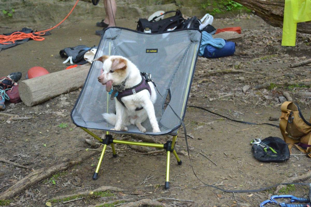 dog sits in chair 
