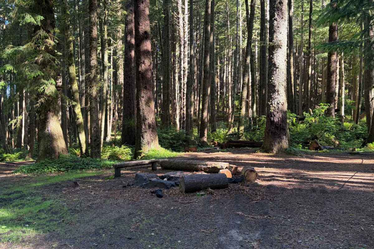 fire pit in forest