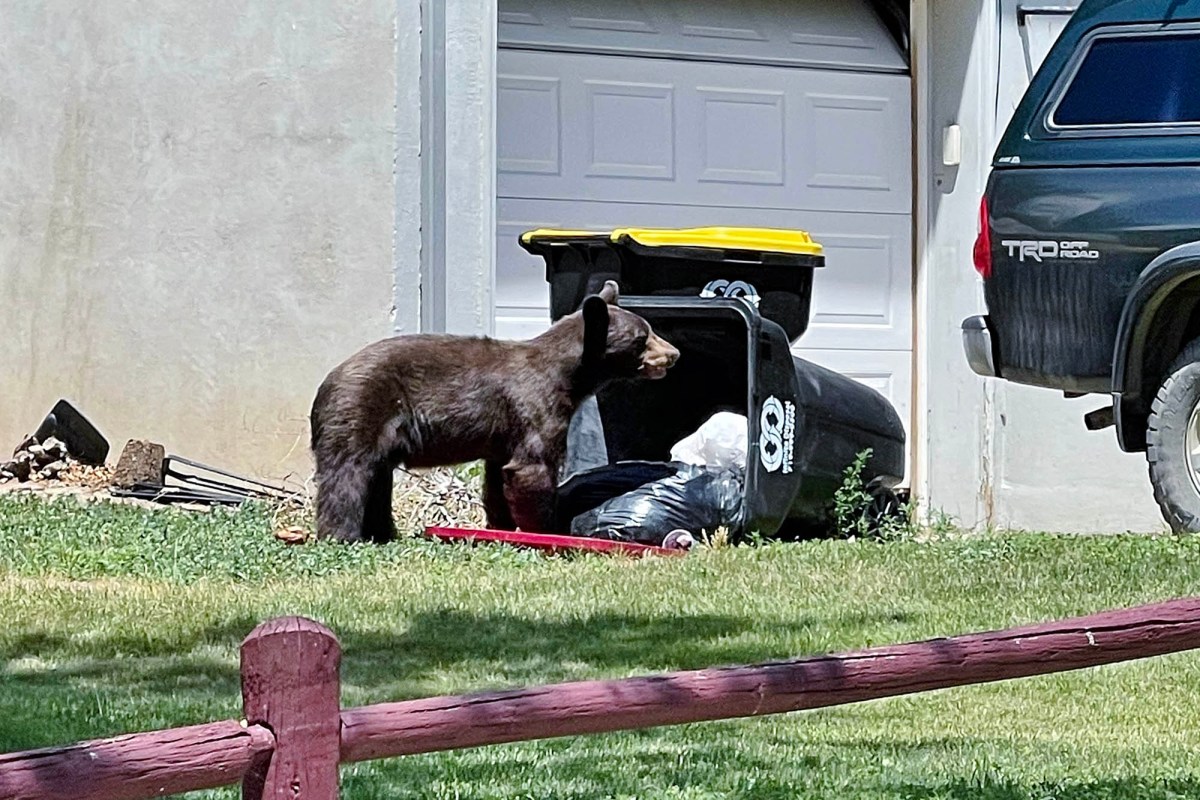 bear trash can colorado
