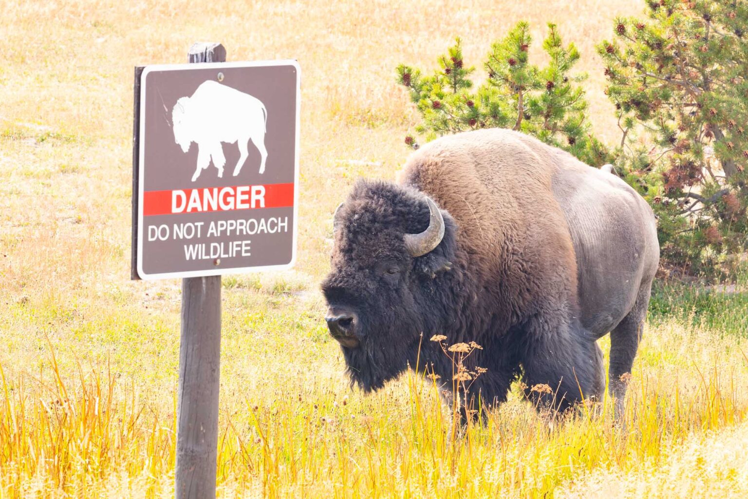 Bison Attacks 12-Year-Old in Yellowstone National Park