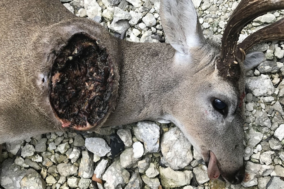 New World Screwworm infestation in deer