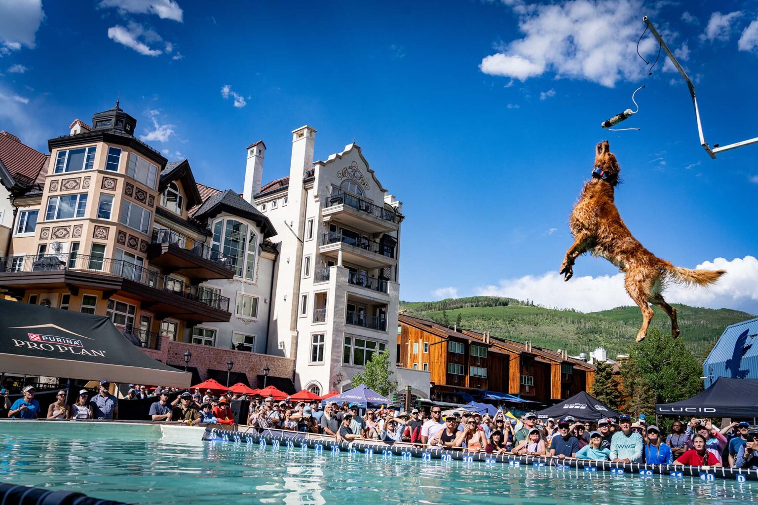Record Adoptions & 9-Foot Jumps: These Soaring Doggos Will Make Your Day Record Adoptions & 9-Foot Jumps: These Soaring Doggos Will Make Your Day