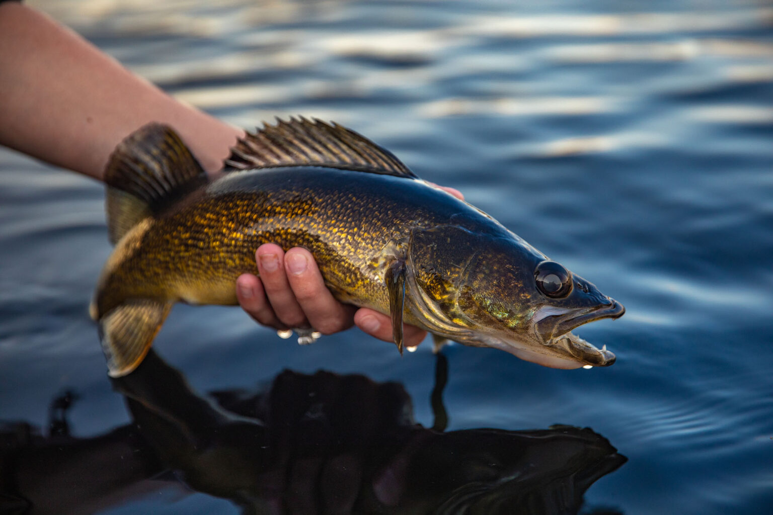 Idaho Wants Anglers to Kill Walleye