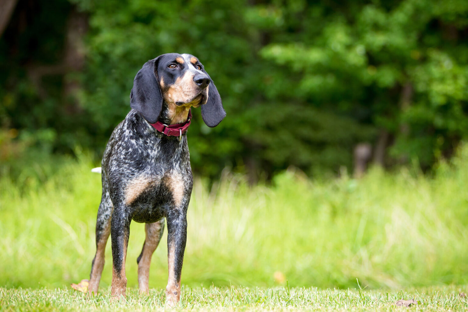 North Carolina Weighs Firearm, Hound Restrictions on Public Game Land