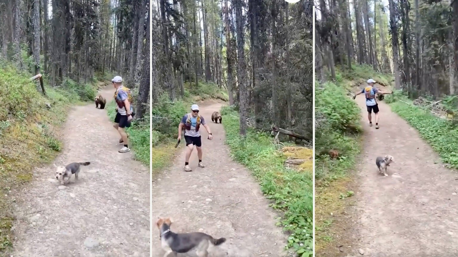 Viral Bear Encounter May Lead to ,000 Fine for Hiking Couple