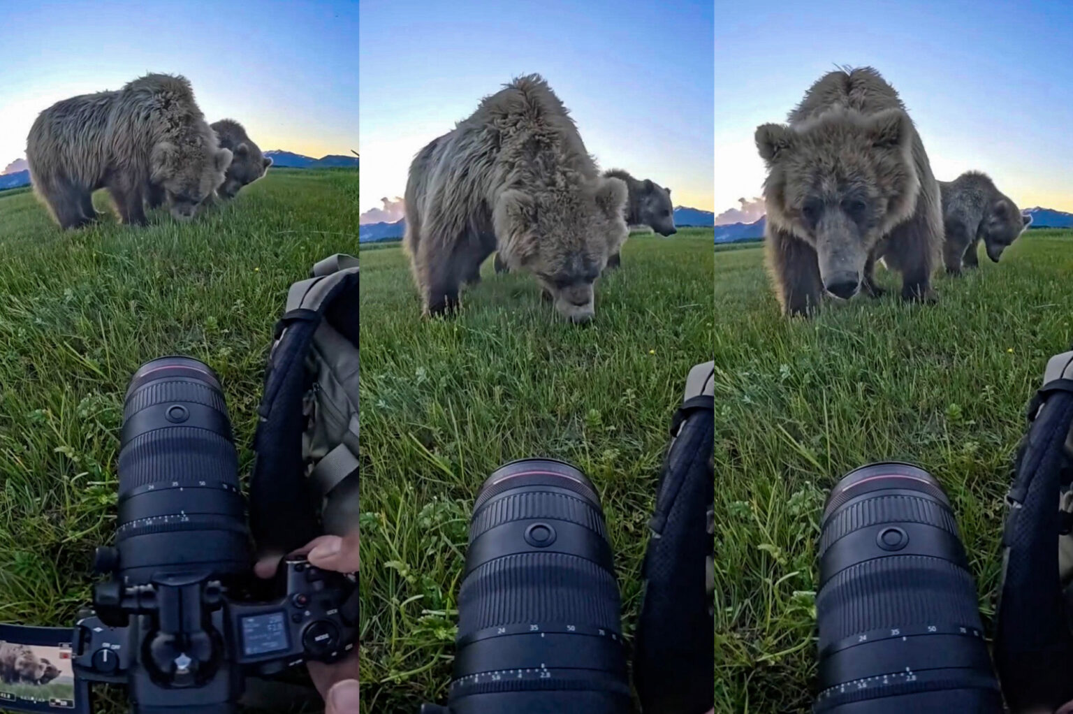 Watch Close Enounter with Grizzly Bears in Katmai National Park Watch Close Enounter with Grizzly Bears in Katmai National Park