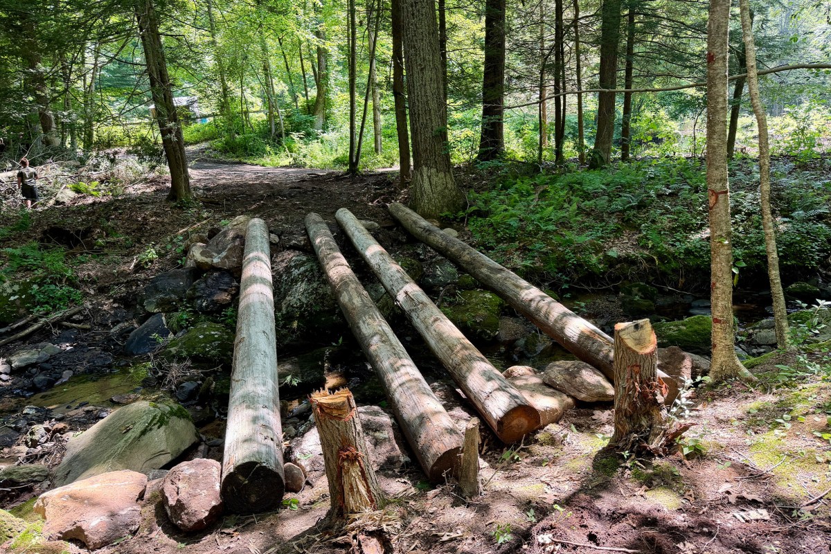 Fresh logs placed across a small forest creek