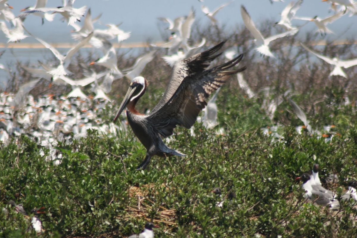 large bird flies in sea of smaller white birds