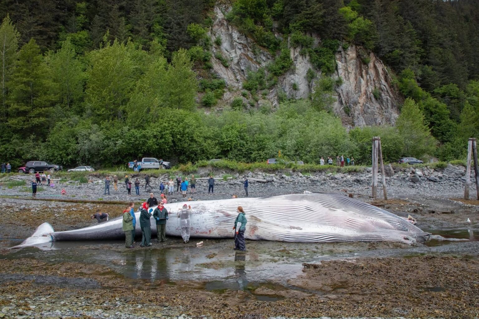 How Do You Advocate for Whales? Hold a Funeral