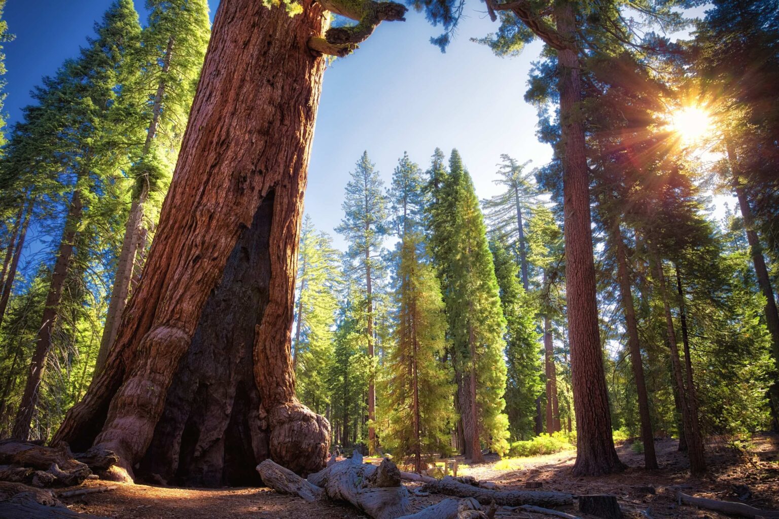 This Legendary Yosemite Tree Has a Designated Doctor: Here’s How Its Checkup Went This Legendary Yosemite Tree Has a Designated Doctor: Here’s How Its Checkup Went