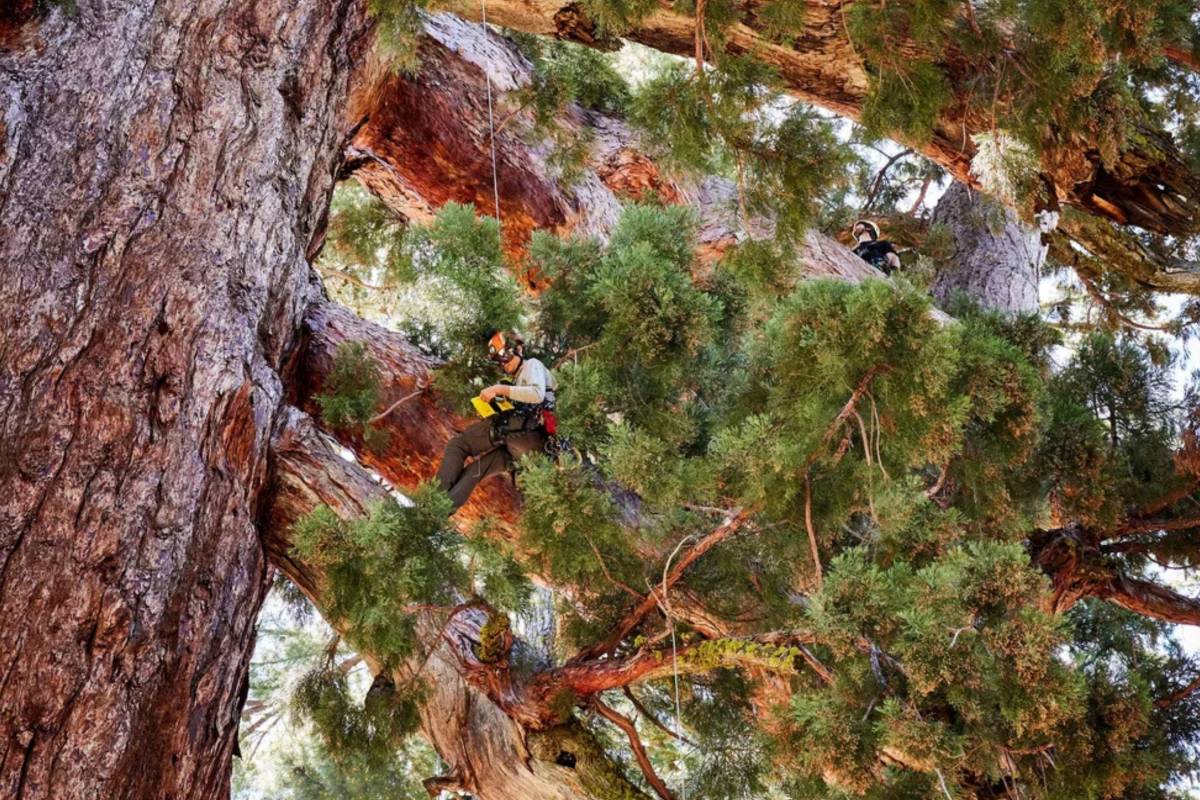 person on a rope in a tree