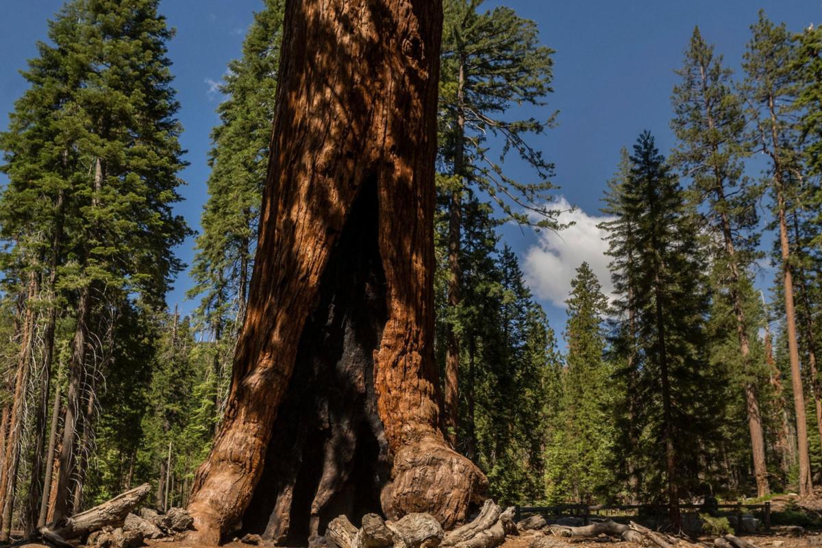 close up shot of a tree's base