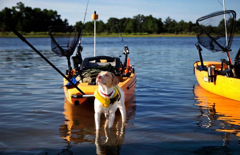 Therapy dogs used by 'Heroes on the Water" nonprofit helps service members heal from trauma. (HOW).
