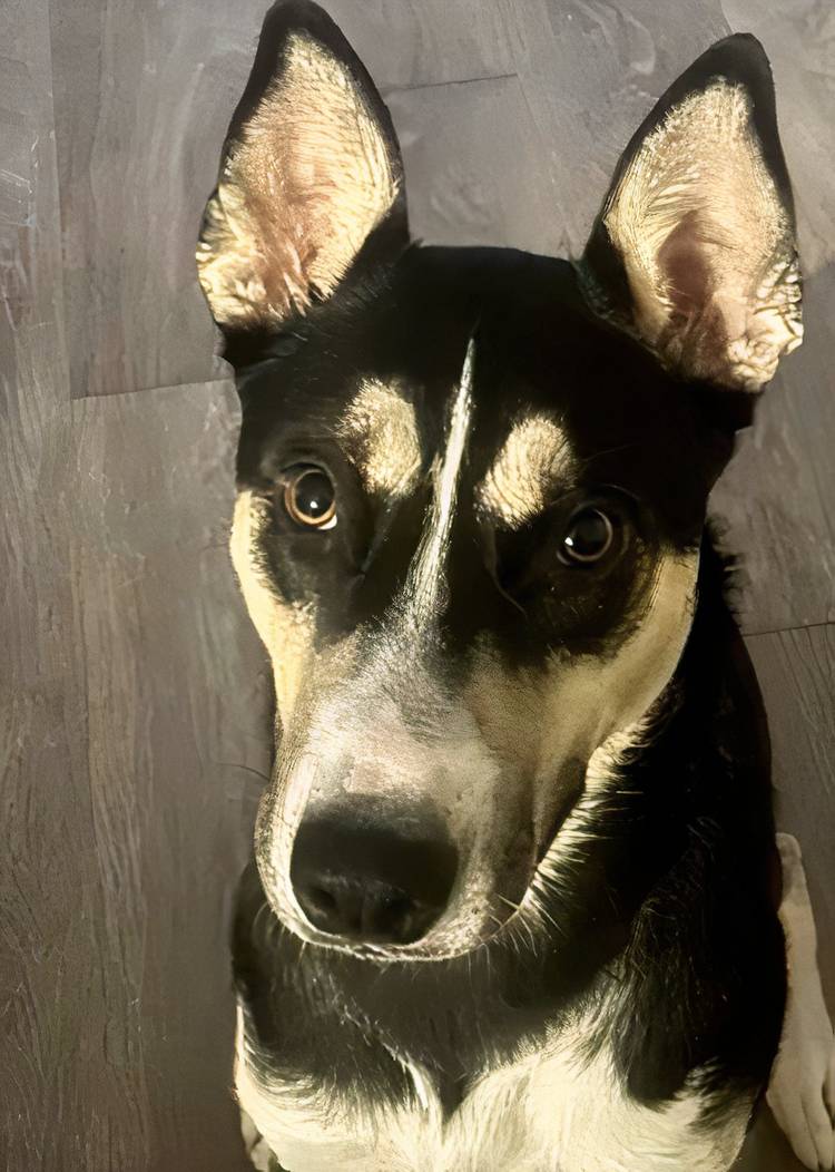 'Margaery' is separated from her owner, U.S. Marine Cpl. Michael Casillas, who is stationed in Japan (Paws of War/Facebook).