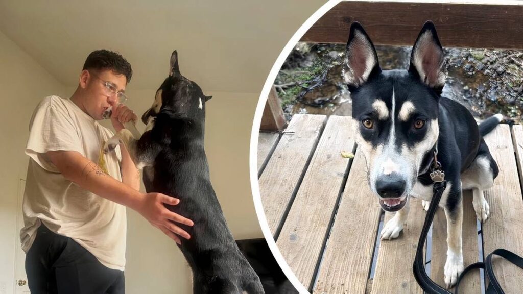 Marine Finally Reunites With His Dog After 6 Months Apart in Japan