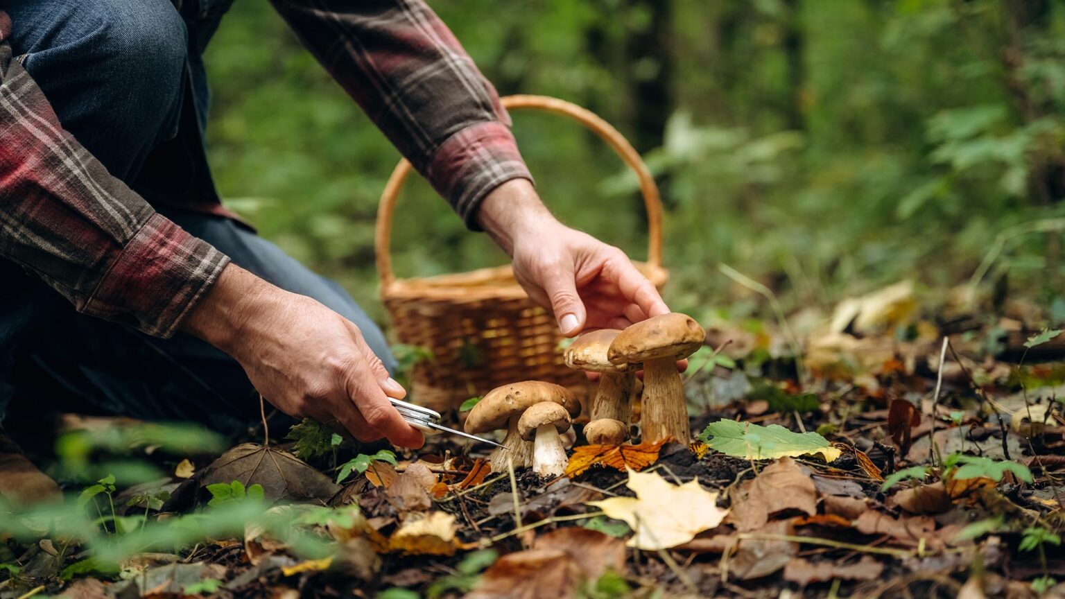 Wild Mushroom Foraging Leads to 11 Hospitalizations in Montana Wild Mushroom Foraging Leads to 11 Hospitalizations in Montana