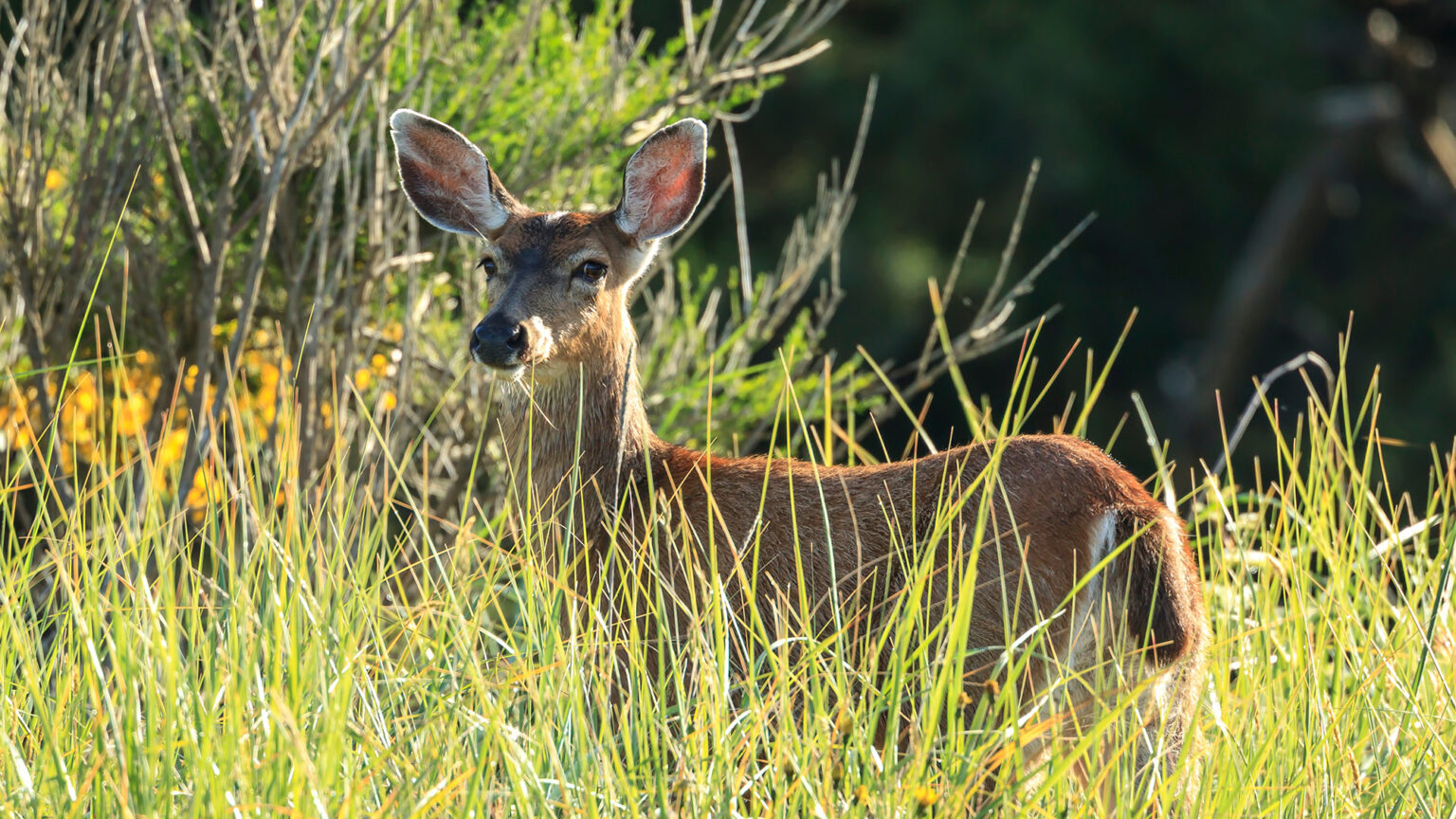 Oregon Hunting and Fishing Ban Fails to Make 2026 Ballot