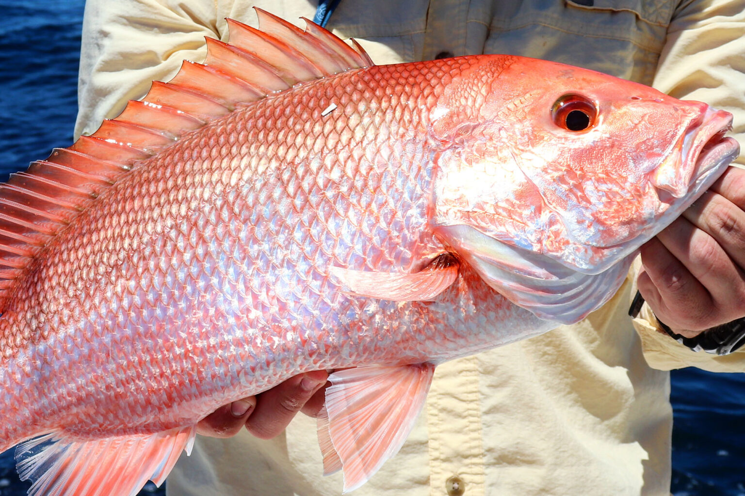 Atlantic Red Snapper Season Was Supposed to Open Today. A Court Stopped It Atlantic Red Snapper Season Was Supposed to Open Today. A Court Stopped It
