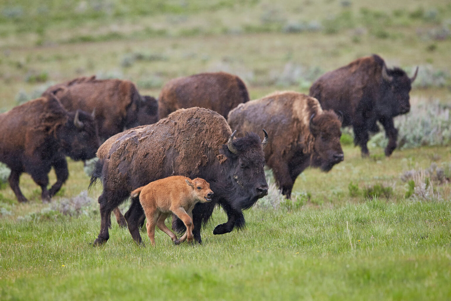 Judge Temporarily Blocks Montana Land Board’s Bison Grazing Freeze Judge Temporarily Blocks Montana Land Board’s Bison Grazing Freeze