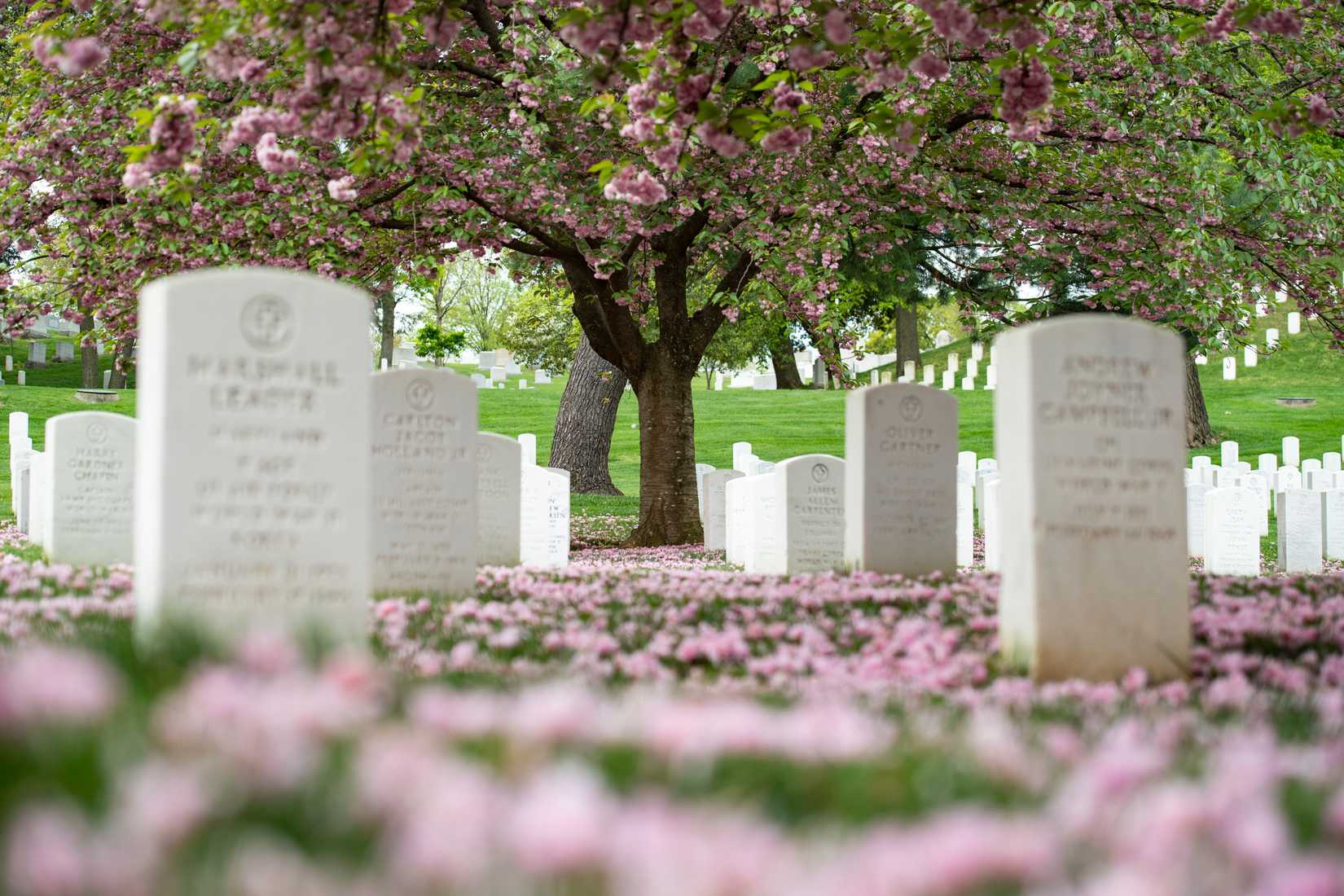 Spring_Time_at_Arlington_National_Cemetery,_Arlington,_Virginia_on_April_18,_2024_-_40