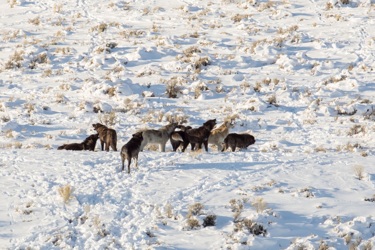 yellowstone wolf pack