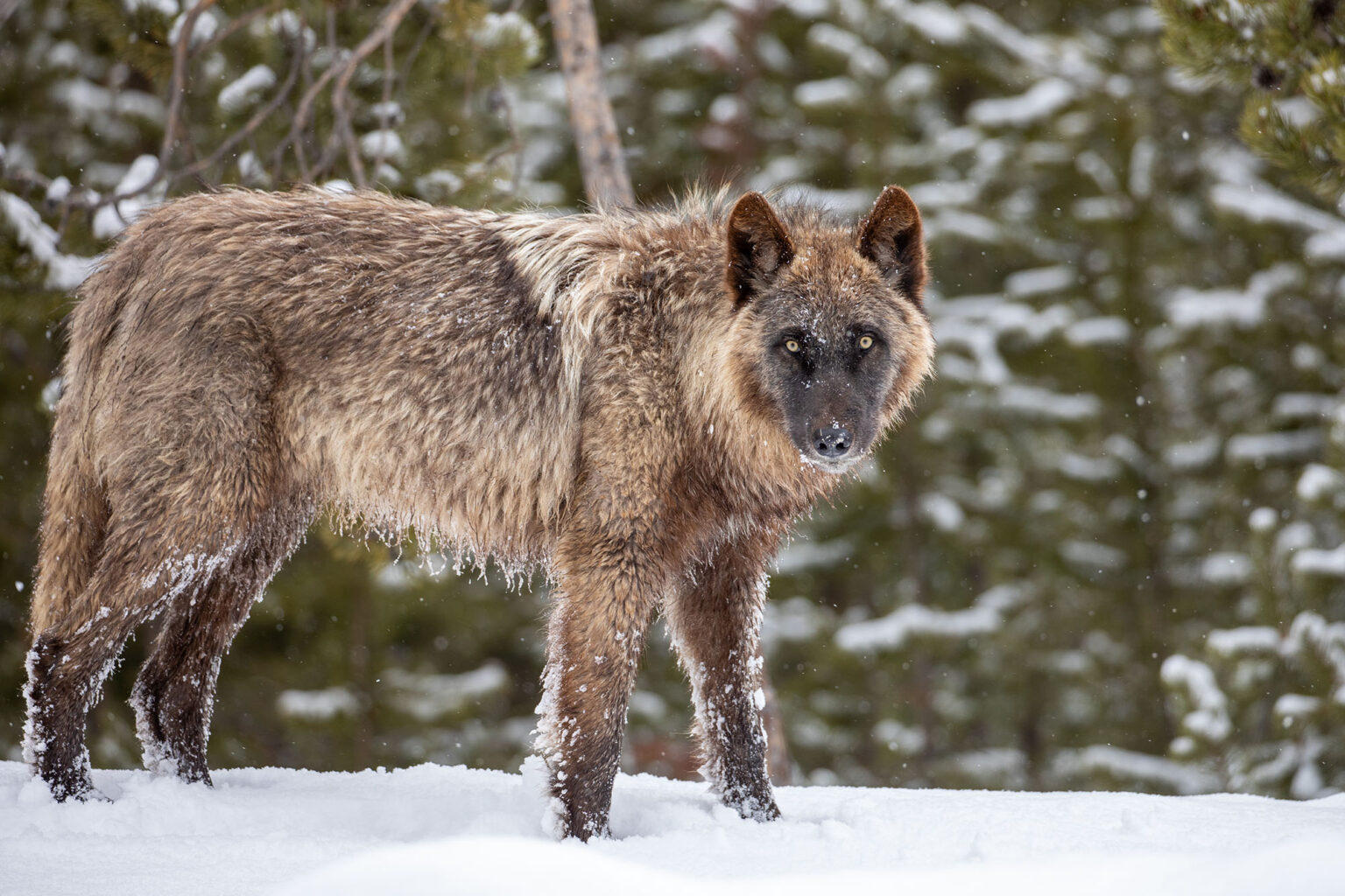 Some Influencer Just Put a ,000 Target on Yellowstone’s Most Famous Wolves