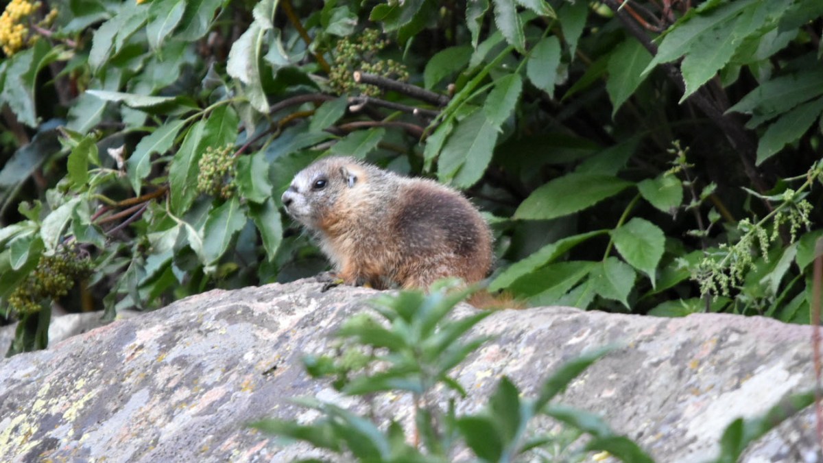 Tigerstripe_marmot pup