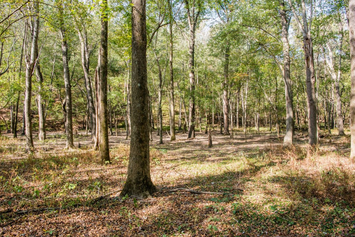open forest of trees