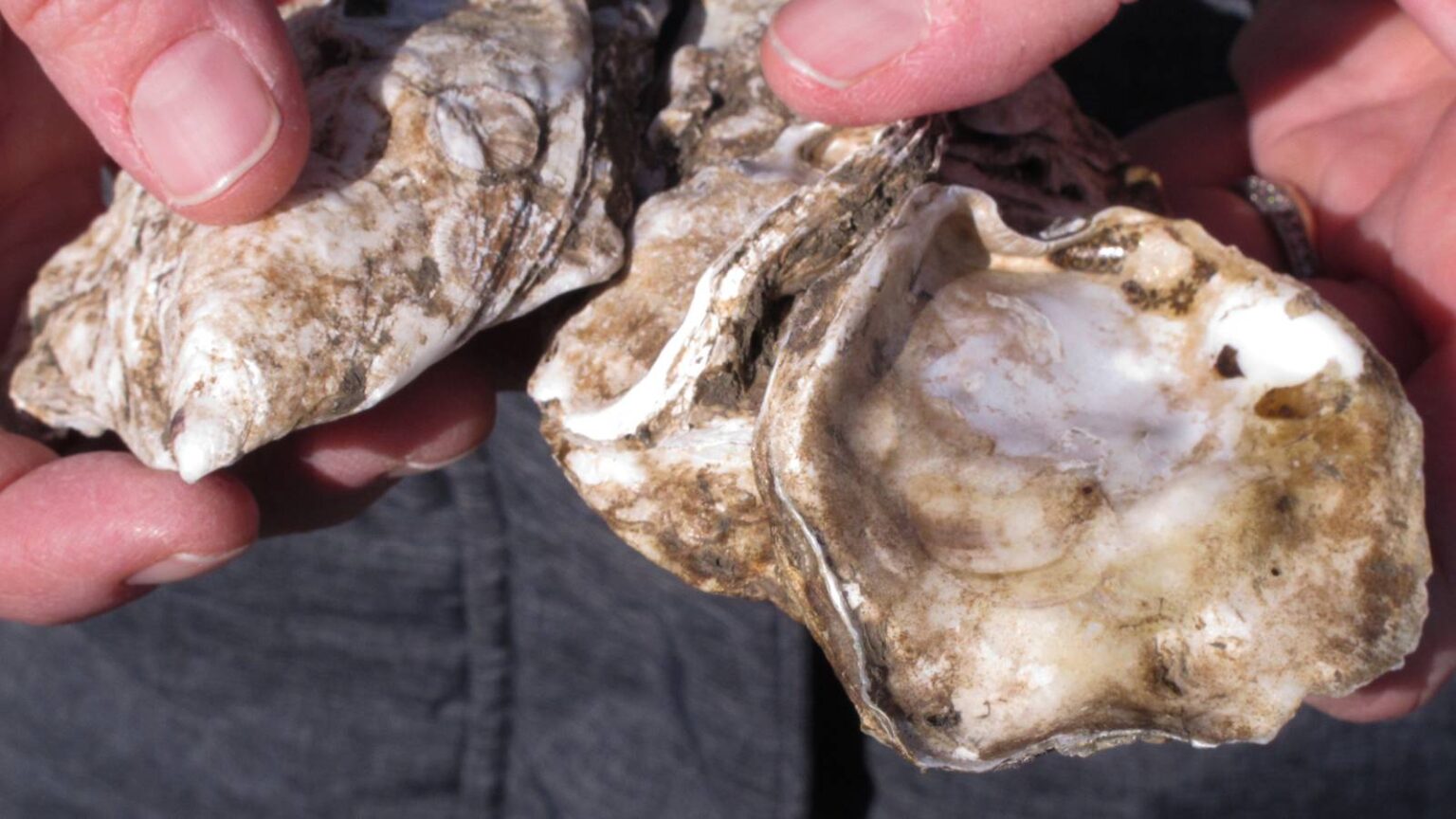 ‘Bedridden’ Marine Veteran Claims Oysters Caused Permanent Brain Injury
