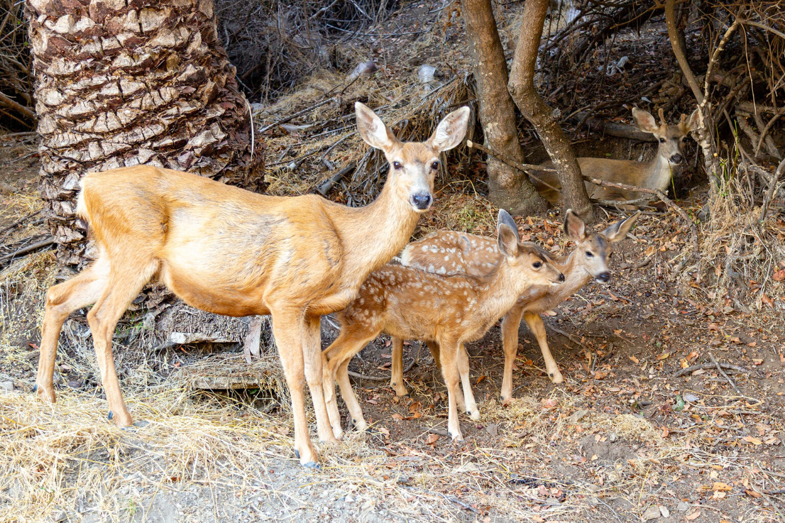 Catalina Island Opens Final Deer Hunt Before ‘Eradication’ Begins