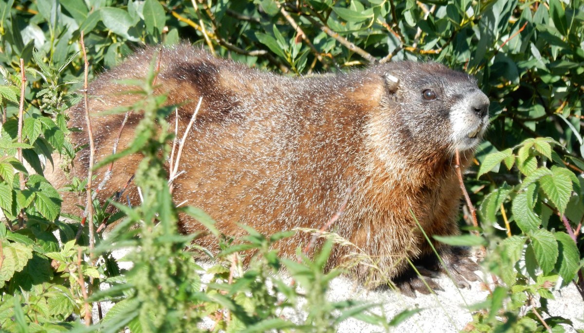 fat marmot week