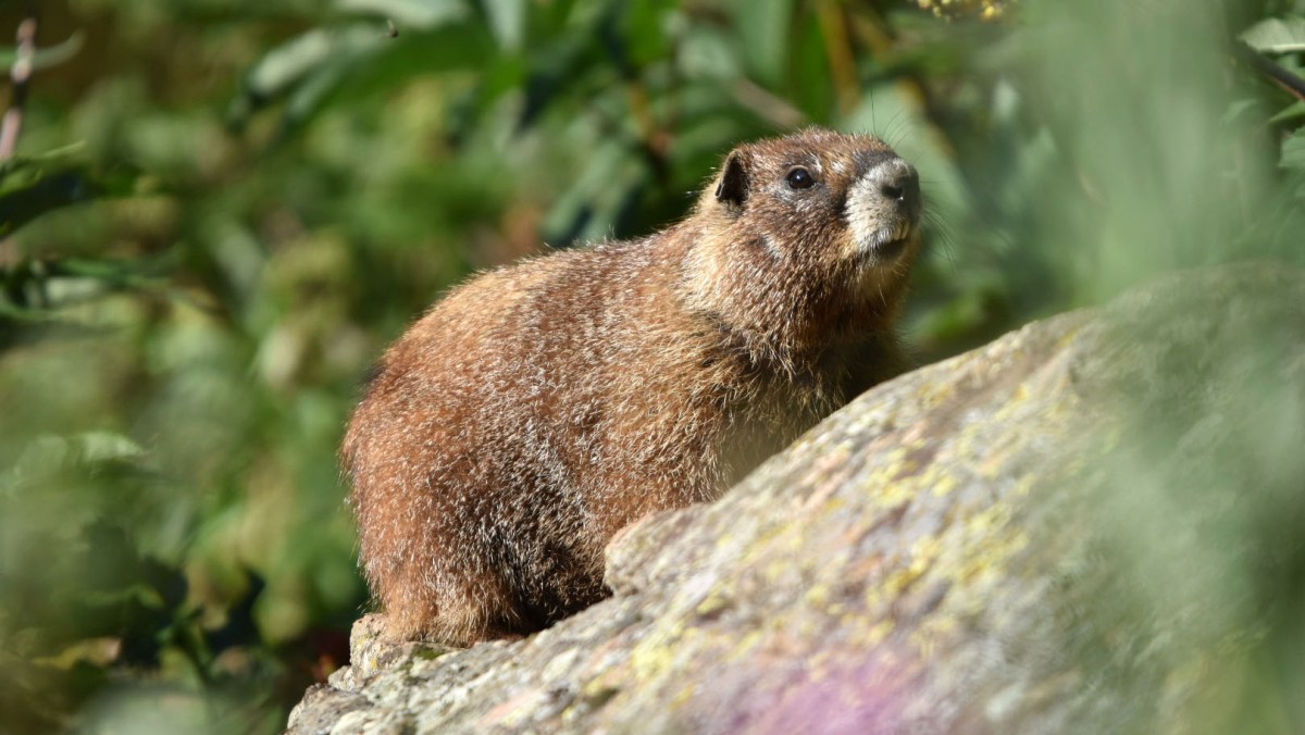 marmot dandelion