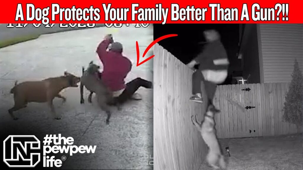 He Says A Dog Protects Your Family Better Than A Gun… Is He Right?